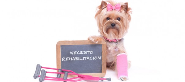 fisio-rehabilitacion